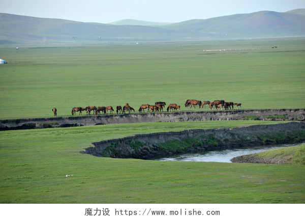 大草原的风景内蒙古呼伦贝尔市"中国第一曲水"mergel 河，金帐汗国汗蒙古草原部落羊、 马、 牛